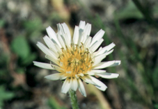 �V���o�i�^���|�|