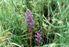 �n�}�E�c�{