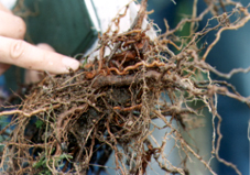 �J���������M