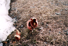 �U�[���\�E