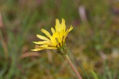 �J���T�C�^���|�|