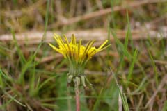 �Z�C���E�^���|�|